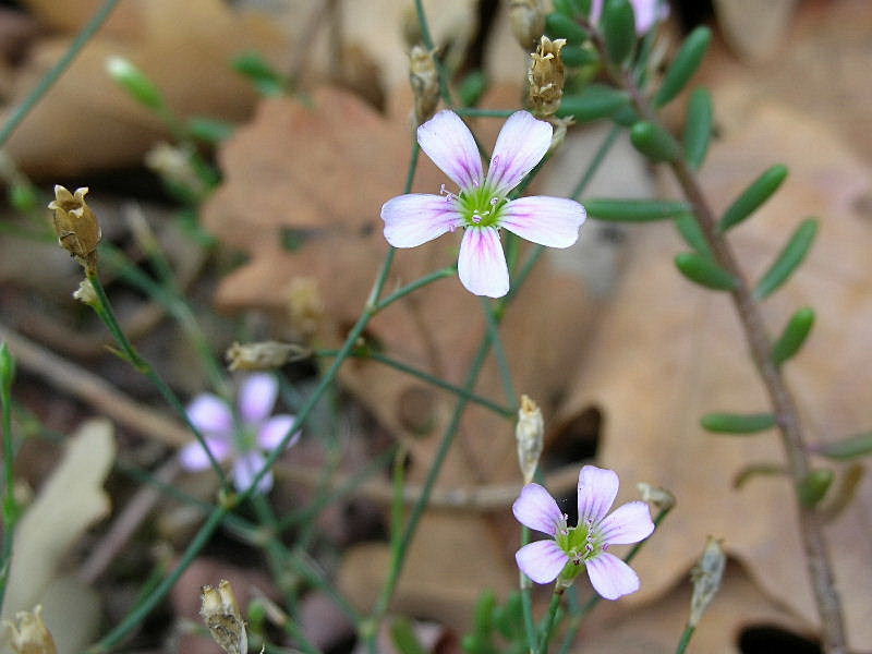 Petrorhagia saxifraga / Garofanina spaccasassi